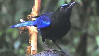 Malabar whistling Thrush Bird - 2