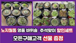 [9월23일] 명품바위솔#신상바위솔세트#추석맞이 할인특가#바위솔8종세트#바위솔15종세트#추석연휴 노지월동 바위솔 심어요