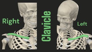 Anatomy of clavicle@ALLSCOPE11