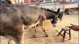 This donkey's hooves are big and curly! It's very difficult to walk!