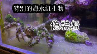 很特別的海水缸生物～偽裝蟹！出來吧神奇寶貝～｜紅茶的海水魚世界