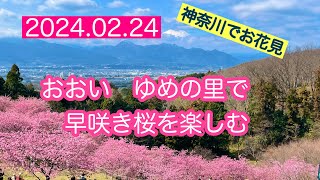 【お散歩149】【神奈川でお花見】【富士山が見える場所】おおいゆめの里で早咲き桜を楽しむ