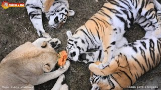 Как львы у тигров тыкву отжимали 😁😁😁 Тайган. Lions took pumpkin from tigers in Taigan.