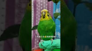 #快手宠物天团#潮流生活优等生#年轻人养宠图鉴 #cuteparrot #parrot #birds