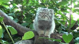 WHF Pallas Cat Kittens - at 4 months old