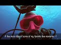 world s best scuba diving destinations cozumel and playa del carmen mexico