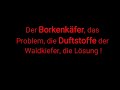 der borkenkäfer das problem die duftstoffe der waldkiefer die lösung teil 1 ...