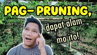 Ang kaibahan ng PAG PRUNING at WALANG PRUNING na Ampalaya