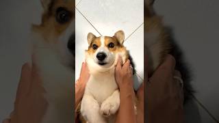 ขย้ำๆๆๆ อีอ้วน #corgi #คอร์กี้ #dog #หมา