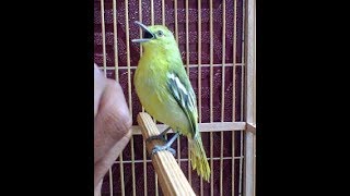 burung SIRPU/SIRTU BIRAHI TINGGI