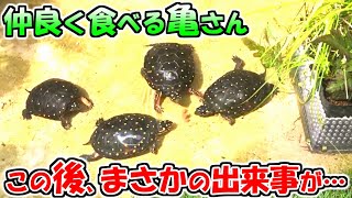 【観察日記】亀の食餌中に起きた驚きの出来事※この動画を最後まで見るとクサガメとキボシイシガメの大きさの違いがわかります。【2021.8.25】