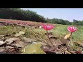 লাল শাপলার বিল শিলিগুড়ি লাল শাপলার দেশে shapla bill siliguri red lily flower morning tour