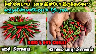 சீனி மிளகாய் | செம இனிப்பா இருக்குமோ? | மிளகாயில் ரொம்ப சிறிய ரகம் | Growing Bird's eye chili