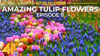Springtime Blossoms in Vibrant Colors (4K UHD) - Skagit Valley Tulip Festival (2022) - Episode 8