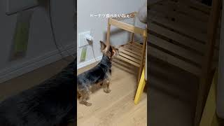 ドーナツがほしいわんこ🍩#ヨーキー #ヨークシャテリア #小型犬 #癒し動画 #dog