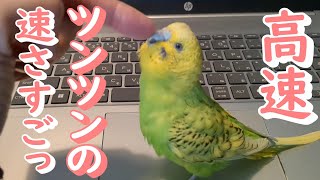 セキセイインコの発情中の様子　高速ツンツンしまくってます【インコの飼い方】〈♯351〉可愛いペット相棒