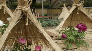 筥崎宮　神苑花庭園　冬ぼたん