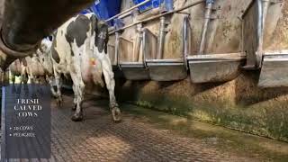 C13042023K 1 - 10 Pedigree Fresh Calved Cows