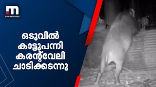 ഒടുവില്‍ കാട്ടുപന്നി കരന്റ്‌വേലി ചാടിക്കടന്നു | Mathrubhumi News