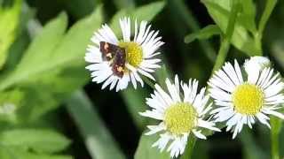 Pyrausta Micromoth on Annual Fleabane キオビトビノメイガ（蛾）がヒメジョオンを訪花吸蜜