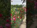 Stunning Flower Gardens: A Breathtaking Journey of Beautiful Blooms | #shorts