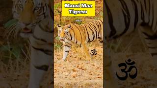 Famous Tigeress of Sanjay Dubri | Mausi Maa | Sanjay Tiger Reserve | #tiger ##mptourism #Wildlife