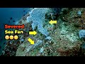 Sea Fan Rescue at 100 feet