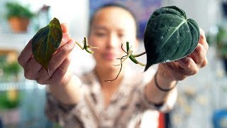 The BEST Method to Propagate a Philodendron Micans