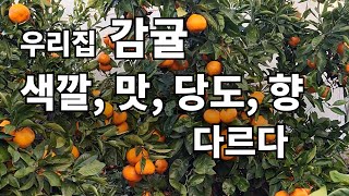 우리집 감귤 색깔, 맛, 당도, 향 다르다