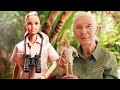 New Barbie Doll Inspired by Primatologist Jane Goodall