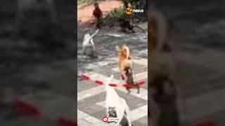 തെന്നലയില്‍ തെരുവ് നായ്ക്കള്‍ ആക്രമിക്കാൻ ശ്രമിച്ച ഏഴ് വയസുകാരൻ തലനാരിഴയ്ക്ക് രക്ഷപ്പെട്ടു.
