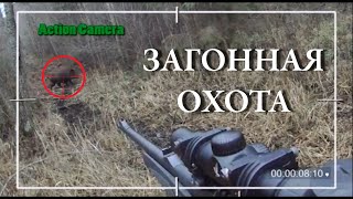 Охота на КАБАНА. Загонная охота в Беларуси.