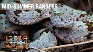 Mid-Summer Bangers | Best Snake Of The Year?