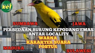 PERBEDAAN BURUNG KEPODANG EMAS ANTAR LOCALITY ATAU ATAR DAERAH