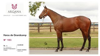 Arqana 2022.09 - Lot N° 103 - F. / Dabirsim x Rosie Thomas, présentée par le Haras De Grandcamp.