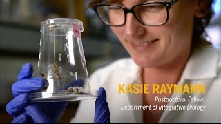 In the lab: Bees & Antibiotic Research