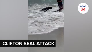 WATCH | City issues warning to beachgoers after Cape Town seal attack