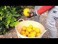 recolectora nos enseña a cortar naranjas.