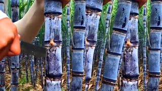 Sugar Cane Field from China || TASTEofWORLD