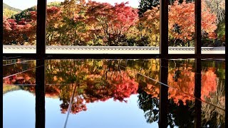 宝徳寺の床もみじと桐生川上流・高津戸峡の秋