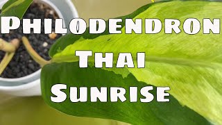 All About Philodendron Thai Sunrise Care \u0026 Where to Buy Wishlist Plant?  Beginner Friendly Plant