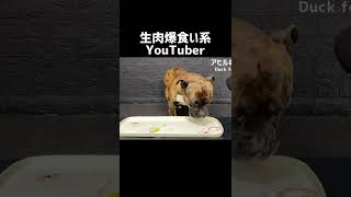 【大食い犬ASMR】パパからもらった生肉を豪快に爆食いする愛犬 MUKBANG Dog eats raw meat bones　#shorts