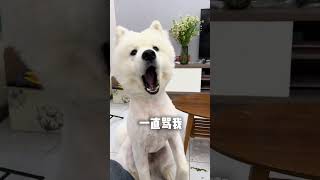 萨摩理发前VS理发后，理发完了就开始一直骂我 #萨摩耶  #哈士奇 #husky #搞笑动物 #funny#shorts