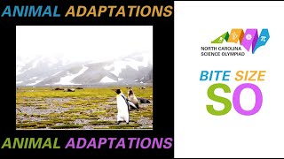 Bite Size SO - Animal Adaptations