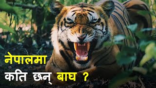 कति छन् नेपालमा बाघ? || Tiger Number in Nepal ||