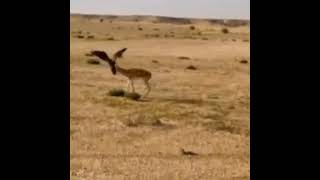 eagle hunt a deer | wildlife status | #shorts #viral #wildlife