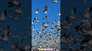 সুরা হাশরের শেষ তিন আয়াত ♥️ #quran #birds #egzonibrahimi #fastforword #ayat #trendingshorts