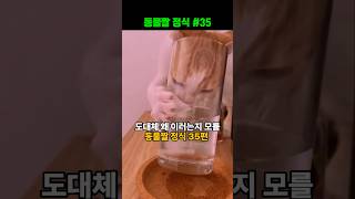 동물짤 정식#35