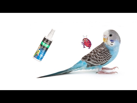 How to Cure Mite and Lice on Pet Birds How to Cure Mite and Lice on Pet Birds
