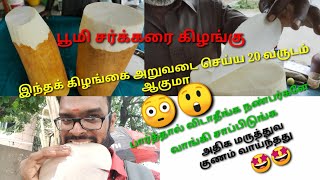 20 வருடத்திற்கு ஒருமுறை கிடைக்கும் அரிய வகை பூமி சர்க்கரை கிழங்கு. boomi sakkarai kilangu